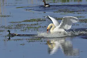 Mute Swan and Greylag Goose during the mating season