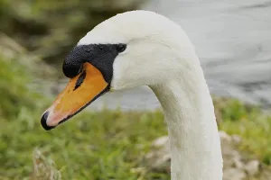 Mute swan head portrait looking left