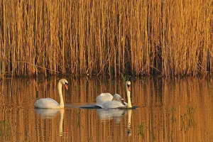 Mute Swan (Mating Pair), Mute Swan (Pair courting)