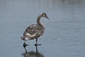 Mute Swan, Young Bird