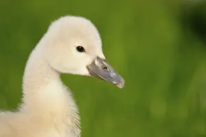 Mute swan, young bird, May, Oberhausen