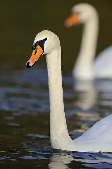 Mute Swans (Cygnus olor)