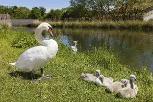 Mute swans (Cygnus olor), animal family