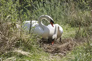 Mute swans (Cygnus olor), animal pair