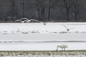 Mute swans (Cygnus olor), approaching