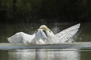 Mute swans (Cygnus olor), fighting in the water
