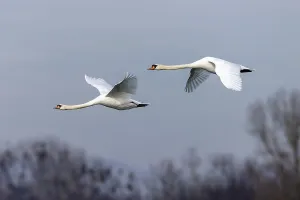 Two mute swans (cygnus olor), flying