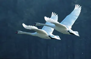 Mute Swans (Cygnus olor), Lower Saxony