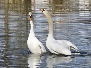 Mute Swans (Cygnus olor), a pair on a lake