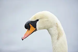 Mute swans (Cygnus olor) portrait