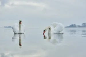 Two mute swans (Cygnus olor) swimming