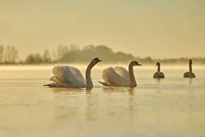 Mute swans (Cygnus olor) swimming on donau river at sunrise