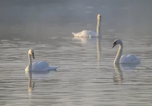 Mute swans (Cygnus olor) swimming on a pond