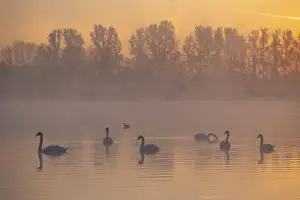 Mute swans (Cygnus olor) swimming on a pond at sunrise