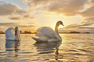 Mute swans (Cygnus olor), two, swimming
