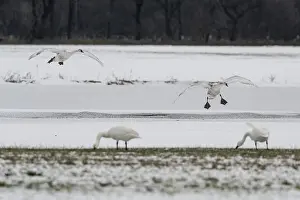 Mute swans (Cygnus olor) and whooper swans (Cygnus cygnus)