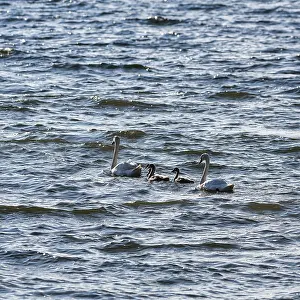 Two Mute swans (Cygnus olor) with young birds