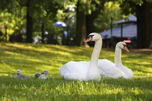 Mute swans with offspring