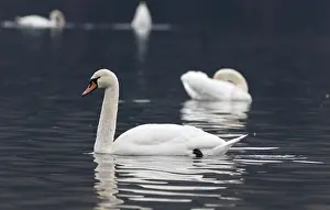 Mute wild beautiful swan swimming on a lake