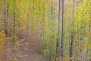 Muted autumn forest scene with a path through the trees