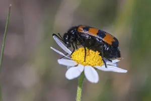 Mylabris spec, beetle, Bulgaria