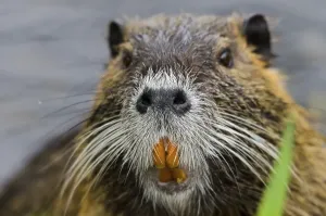 (Myocastor coypus)