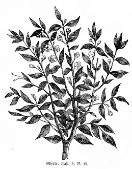 Myrtle, Jerusalem, mountains, olive branches