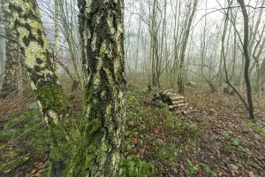 Mysterious foggy atmosphere pervading a birch forest with cut wood and moss growing on tree trunks