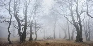 Mysterious forest in the fog, bizarrely overgrown bare beech trees