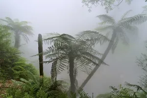 Mysterious, misty forest with fern trees and lush greenery