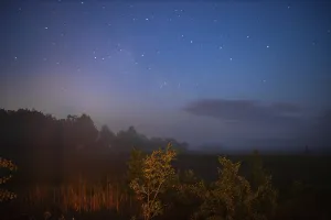 A mysterious night landscape with stars shining above foggy bushes