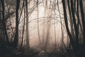 Mysterious, sun-drenched forest in the fog