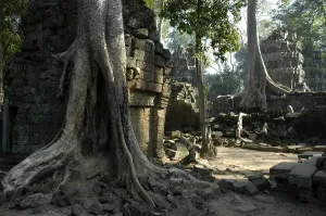 Mystic temple in the jungle overgrown by big roots and trees