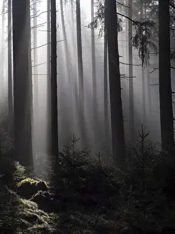 Mystical atmosphere in a foggy spruce forest