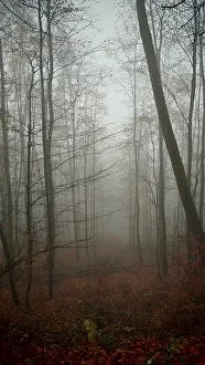 A mystical, foggy forest with tall trees and red autumn leaves