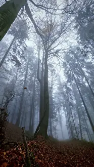 Mystical forest scene with foggy atmosphere and towering trees