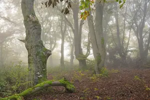 Mystical forest scene with misty trees and autumnal foliage