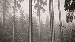 Mystical forest scene with thick trees covered in fog