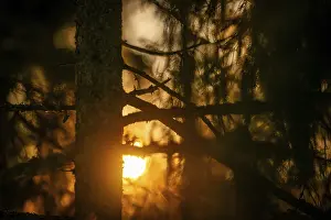 A mystical forest with sunlight shining through the trees