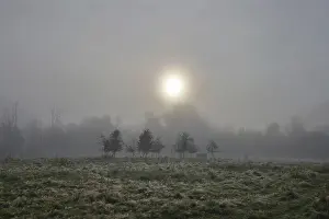 Mystical landscape with lonely cow