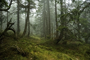 Category Mountain Landscapes Prints: Mystical mountain spruce forest with fog in the Giant Mountains 12