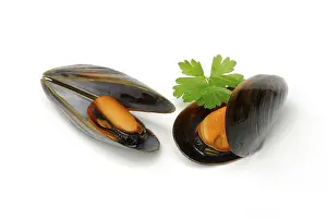 Mytilus (Mytilus edulis)