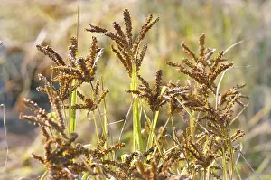 Nachni crops in field, India