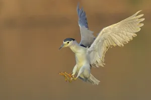 Nachtreiher, Black-crowned Night Heron