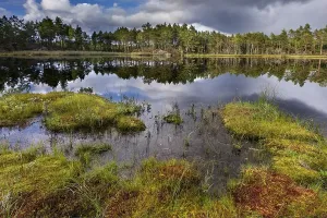 Category Scandinavia Prints: Naeveretjaern Lake, Tresticklan National Park