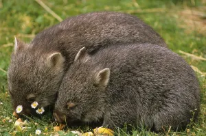 Naked-nosed wombat, Naked-nosed wombat