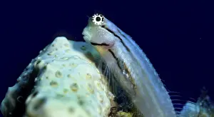 Nalolo (Ecsenius nalolo), Red Sea, Egypt, Africa