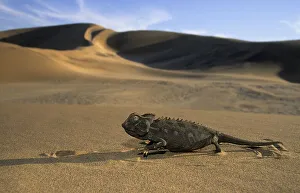 Namaqua Chamaeleon (Chamaeleo namaquensis)