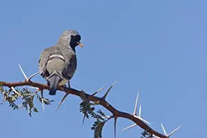 Namaqua Dove (Oena capensis) male