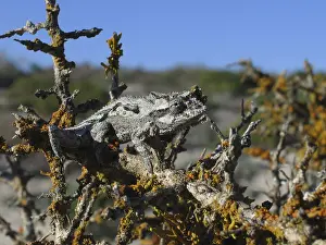 Namaqua dwarf chameleon (Bradypodion occidentale)